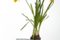 Composite support for plants Armalit_ECO d-8 mm rod l-1500 mm